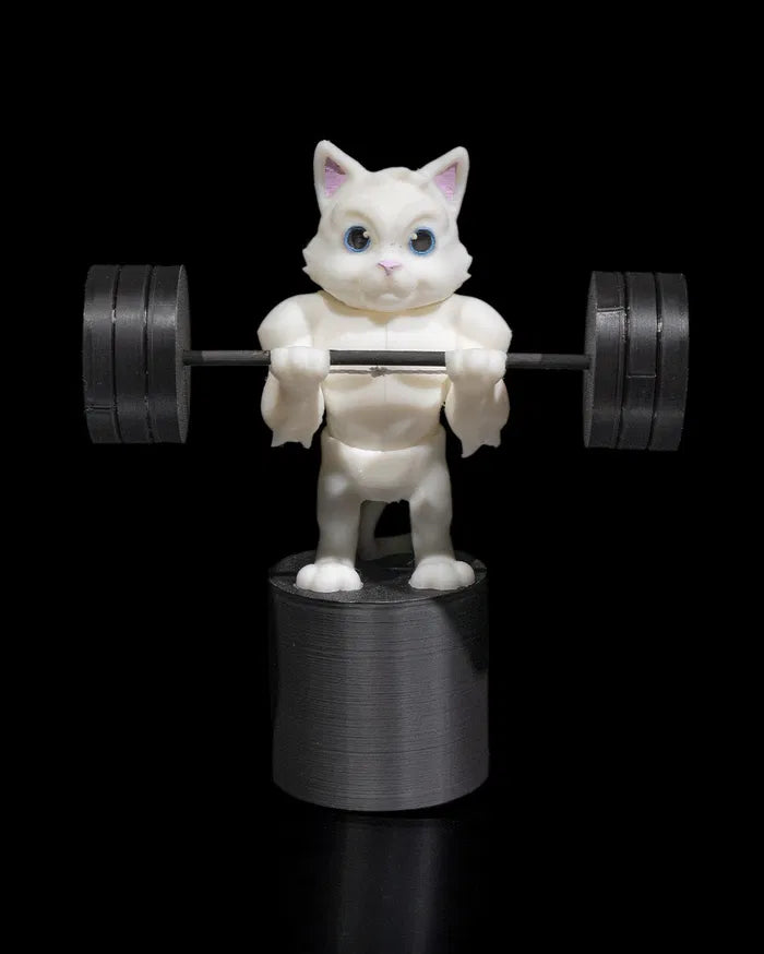 Gym Cat