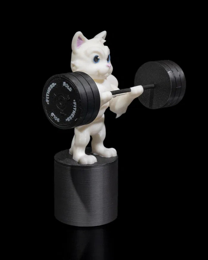 Gym Cat