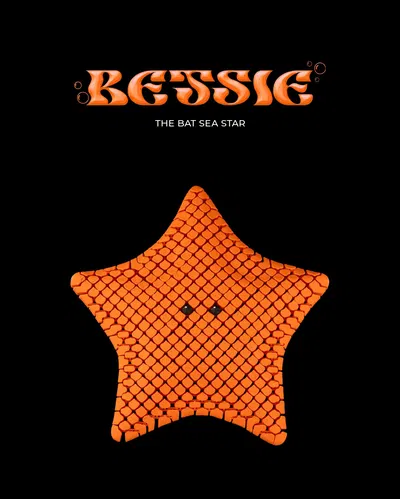 Betsie, the Bat Sea Star